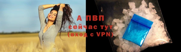 сатива Гусев